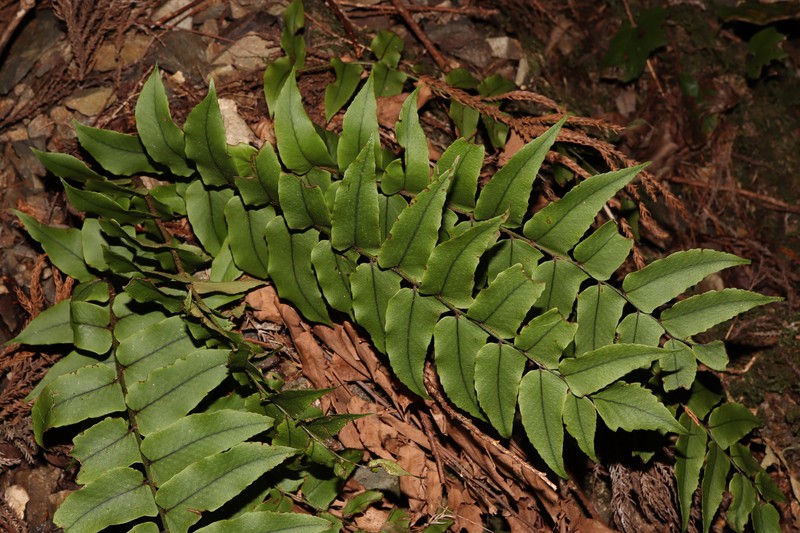 Cyrtomium clivicola photo 4