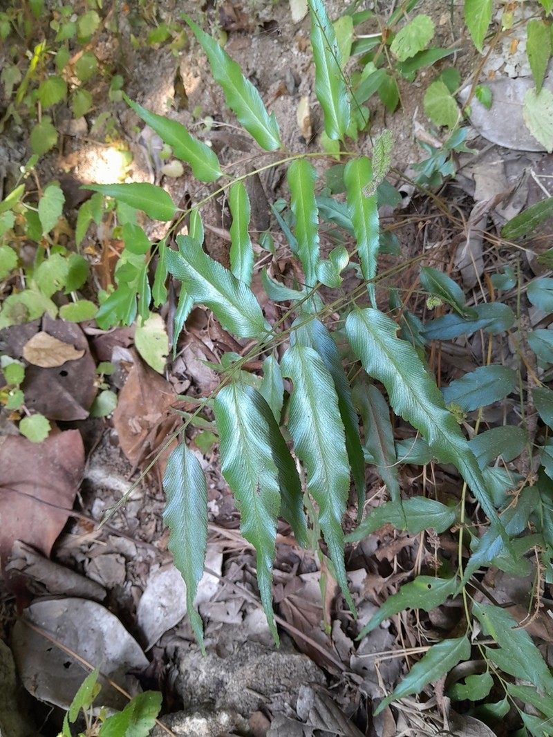 Cyrtomium devexiscapulae photo 3