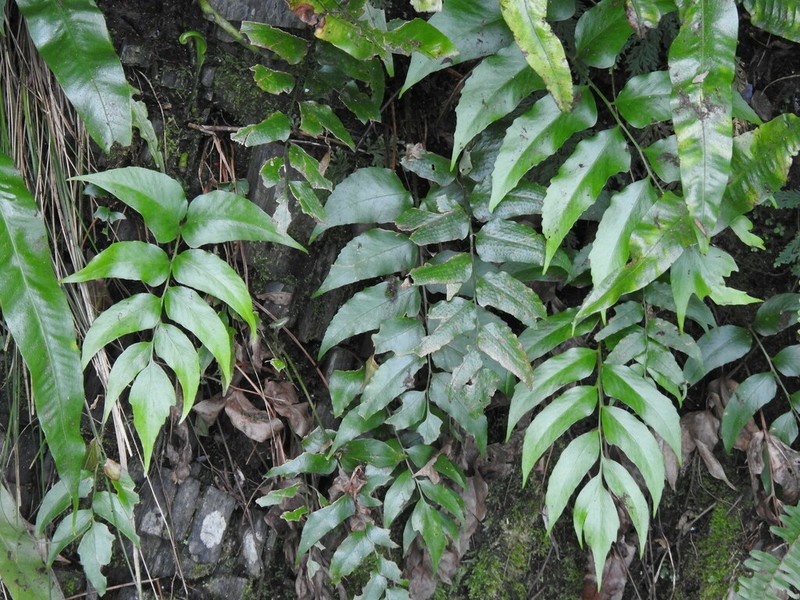 Cyrtomium devexiscapulae photo 4