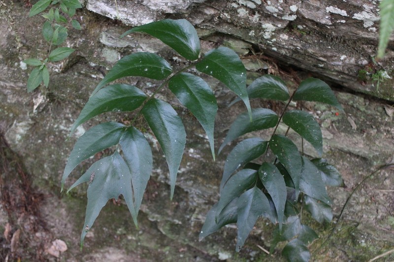 Cyrtomium devexiscapulae photo 5