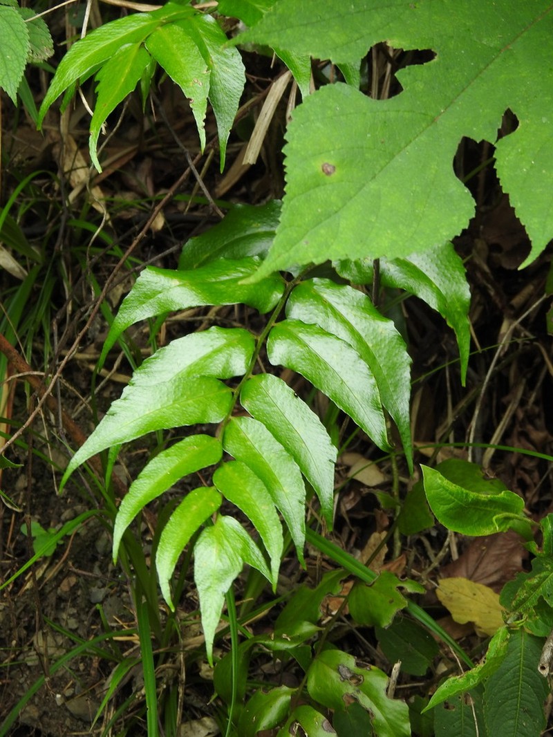 Cyrtomium devexiscapulae photo 6