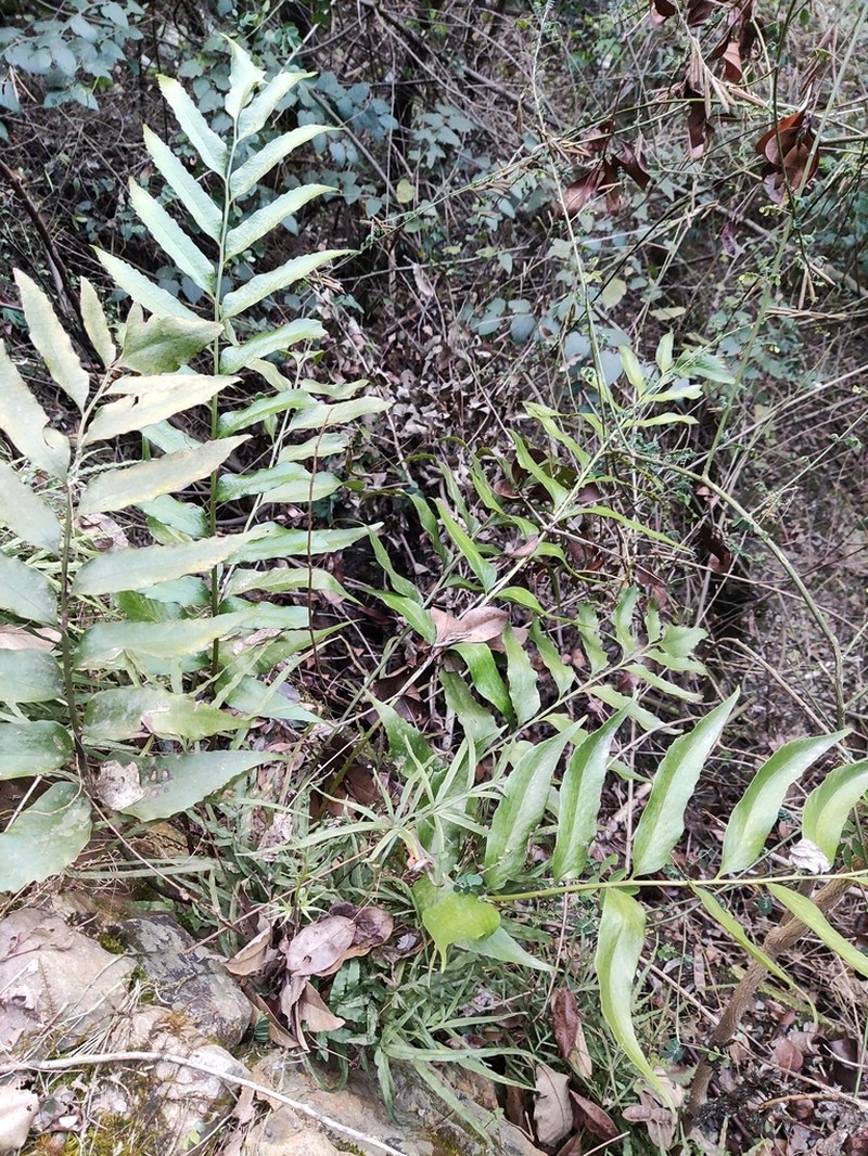 Cyrtomium devexiscapulae photo 8
