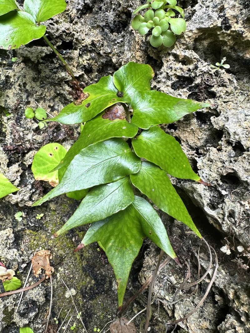 Cyrtomium falcatum subsp. australe