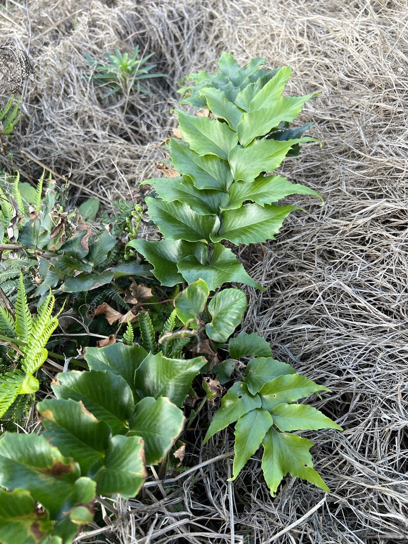 Cyrtomium falcatum subsp. australe photo 2