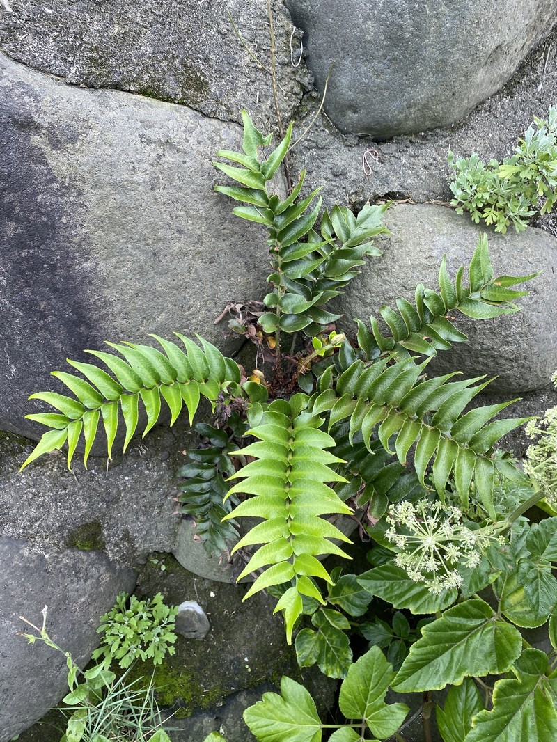 Cyrtomium falcatum subsp. australe photo 3