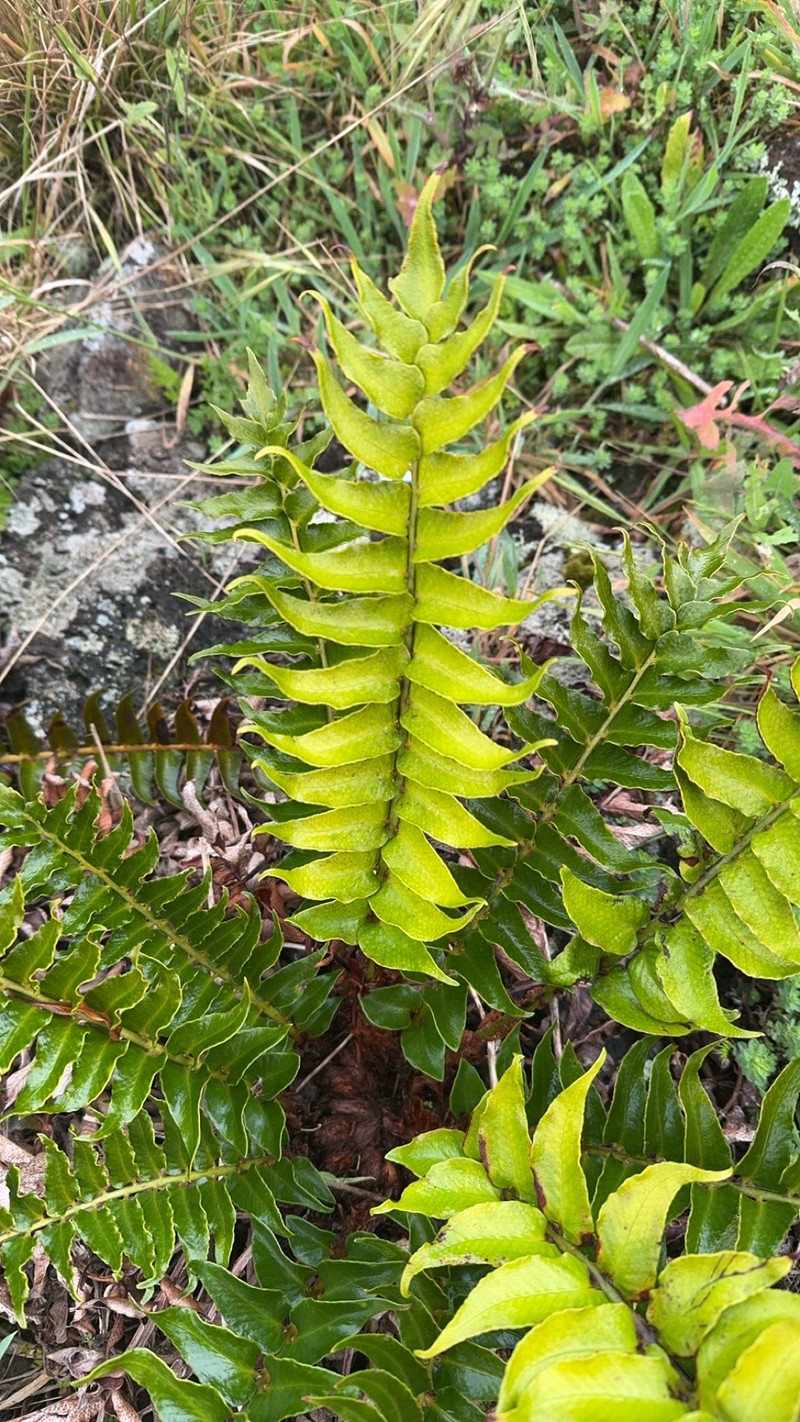 Cyrtomium falcatum subsp. falcatum