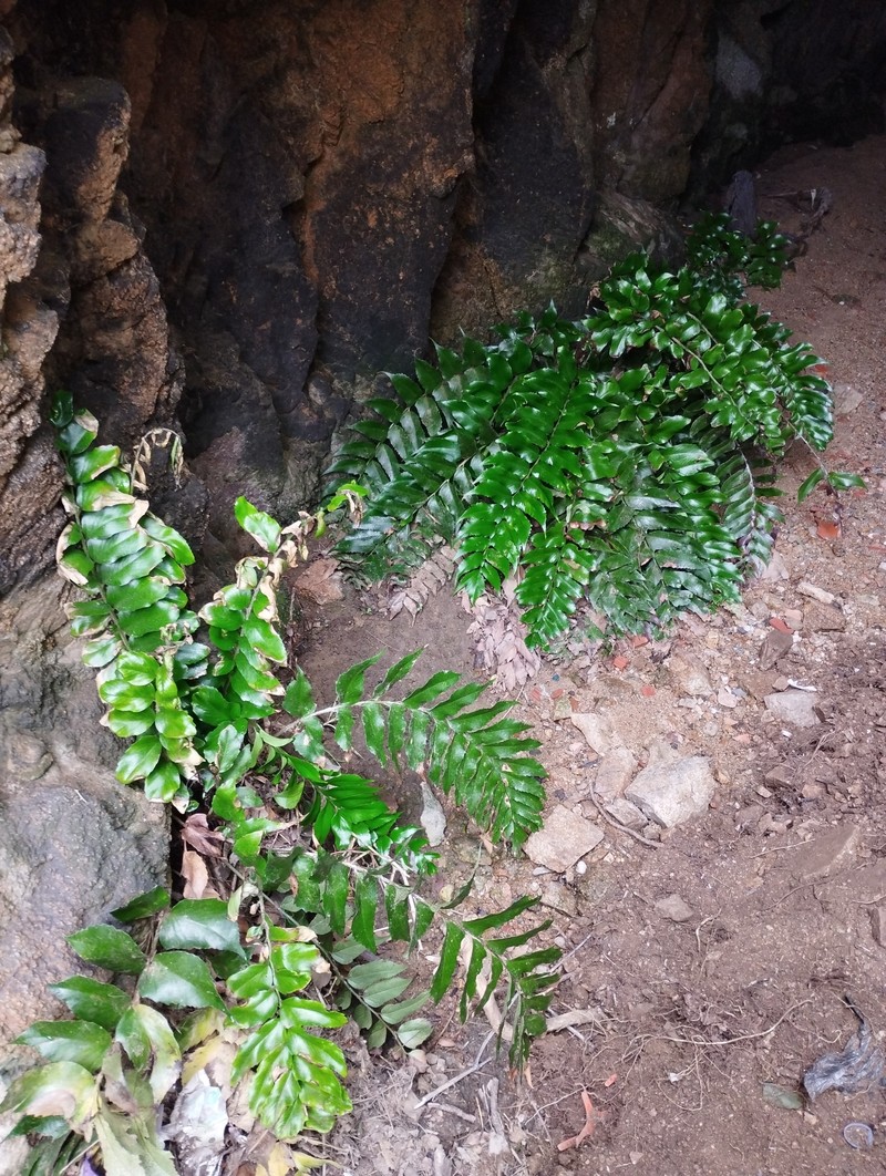 Cyrtomium falcatum subsp. falcatum photo 2