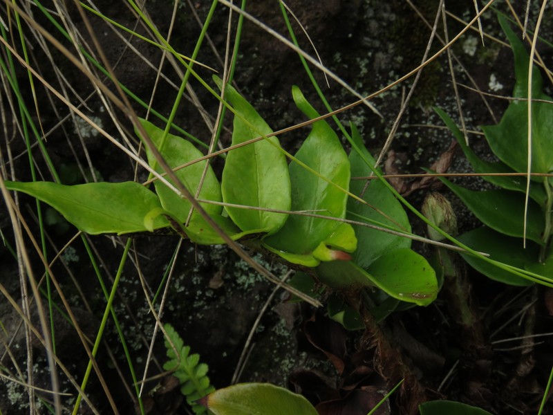 Cyrtomium falcatum subsp. falcatum photo 3
