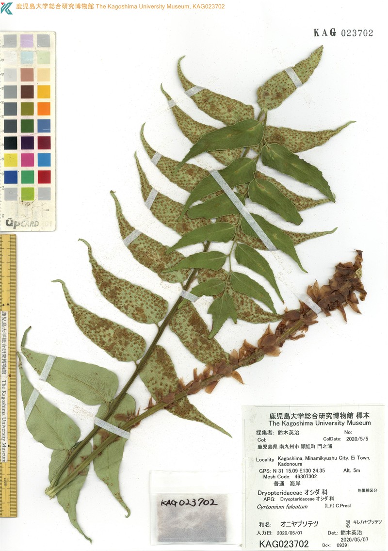 Cyrtomium falcatum subsp. falcatum photo 4
