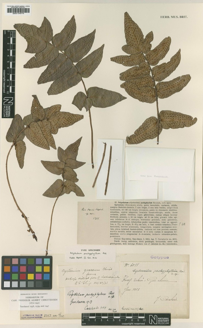 Cyrtomium grossum