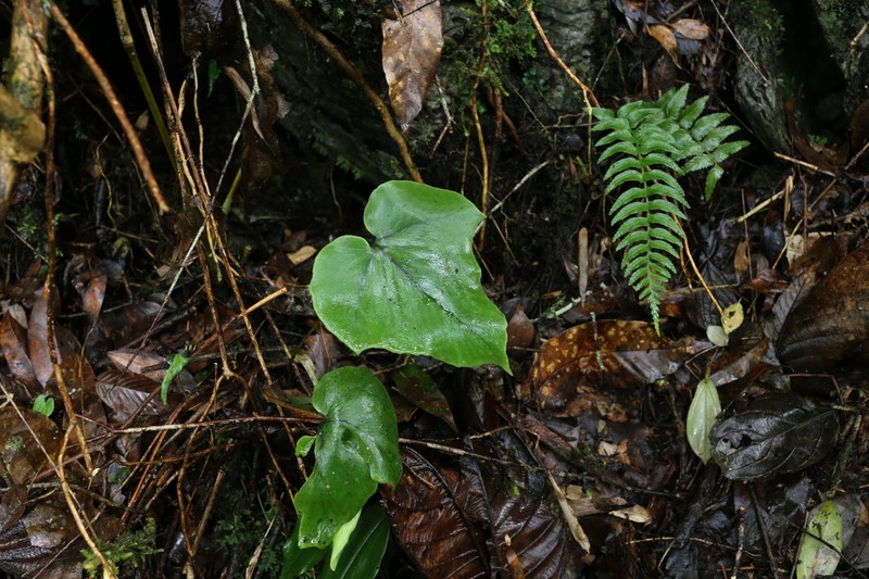 Cyrtomium hemionitis photo 2