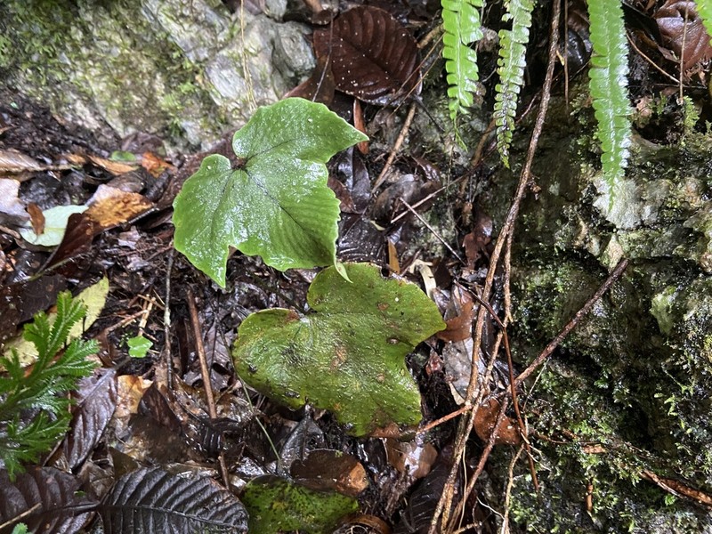 Cyrtomium hemionitis photo 3