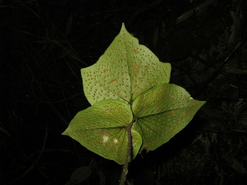 Cyrtomium hemionitis photo 4
