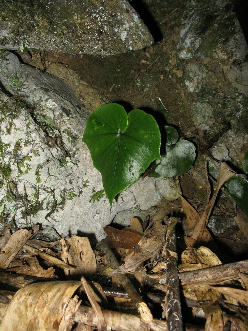 Cyrtomium hemionitis photo 6