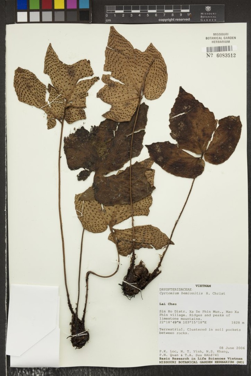 Cyrtomium hemionitis photo 7