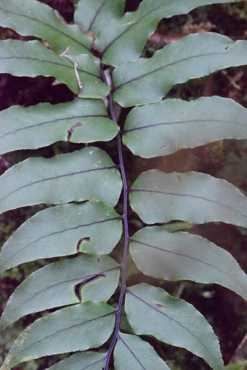 Cyrtomium laetevirens