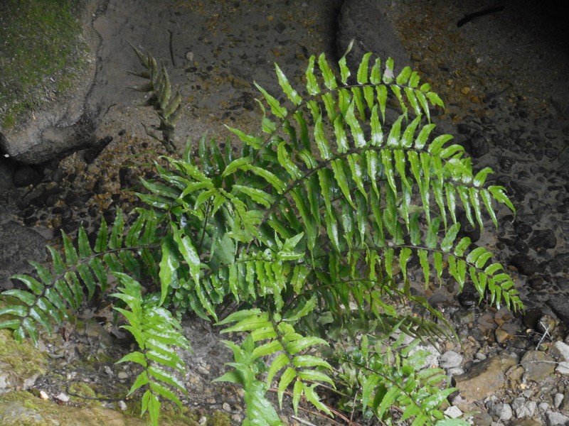 Cyrtomium laetevirens photo 2