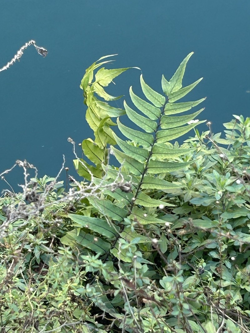 Cyrtomium laetevirens photo 3