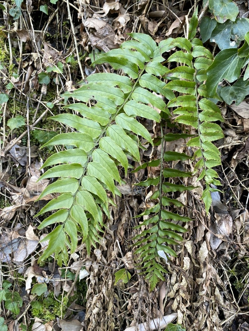 Cyrtomium laetevirens photo 4