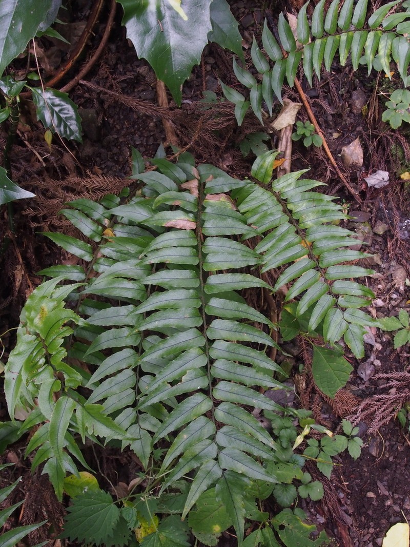 Cyrtomium laetevirens photo 5