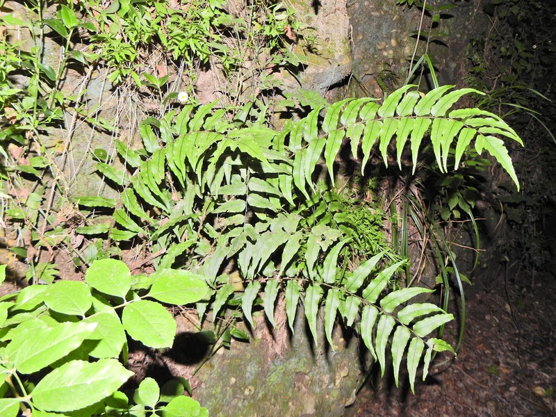 Cyrtomium laetevirens photo 6