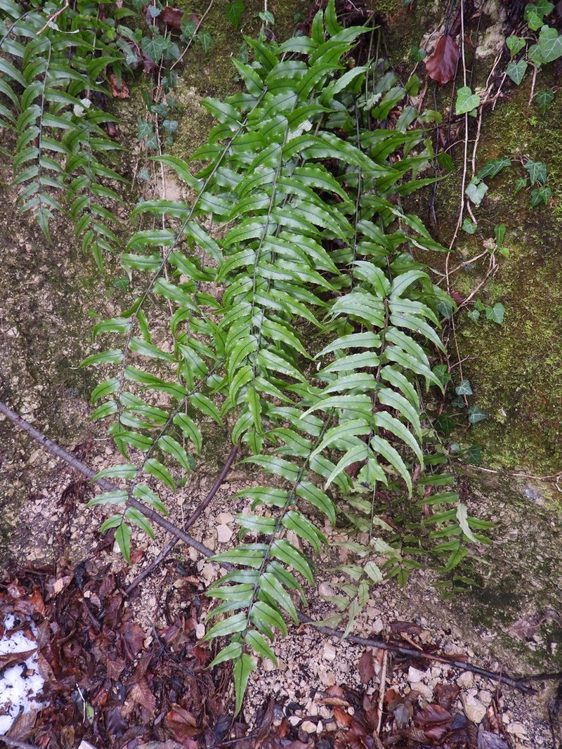 Cyrtomium laetevirens photo 7