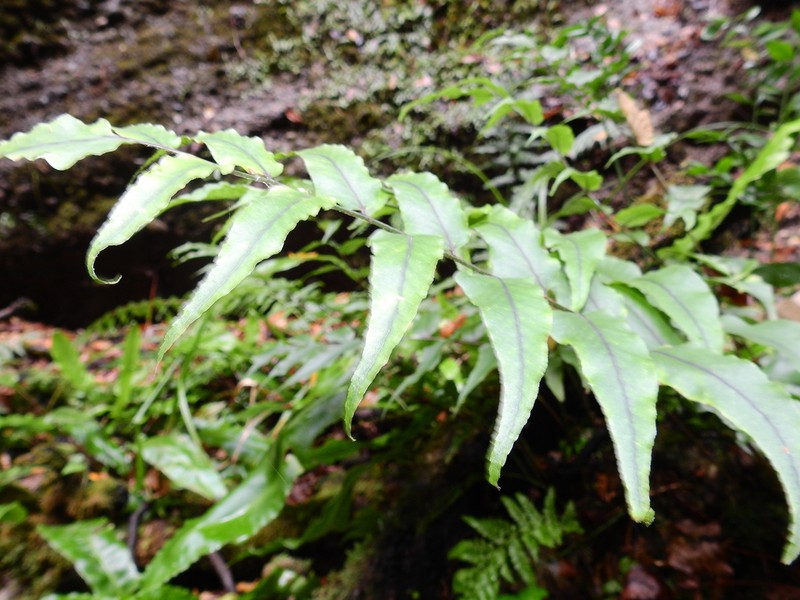 Cyrtomium laetevirens photo 8