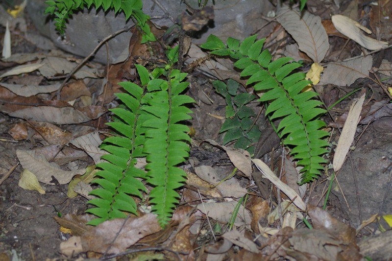 Cyrtomium lonchitoides