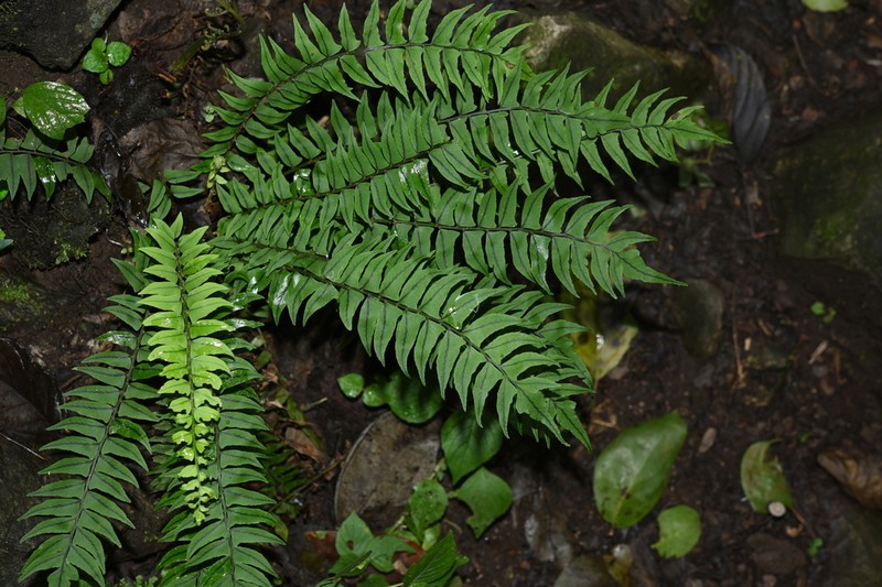 Cyrtomium lonchitoides photo 2