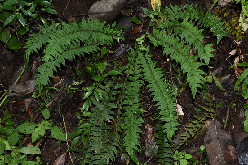 Cyrtomium lonchitoides photo 3
