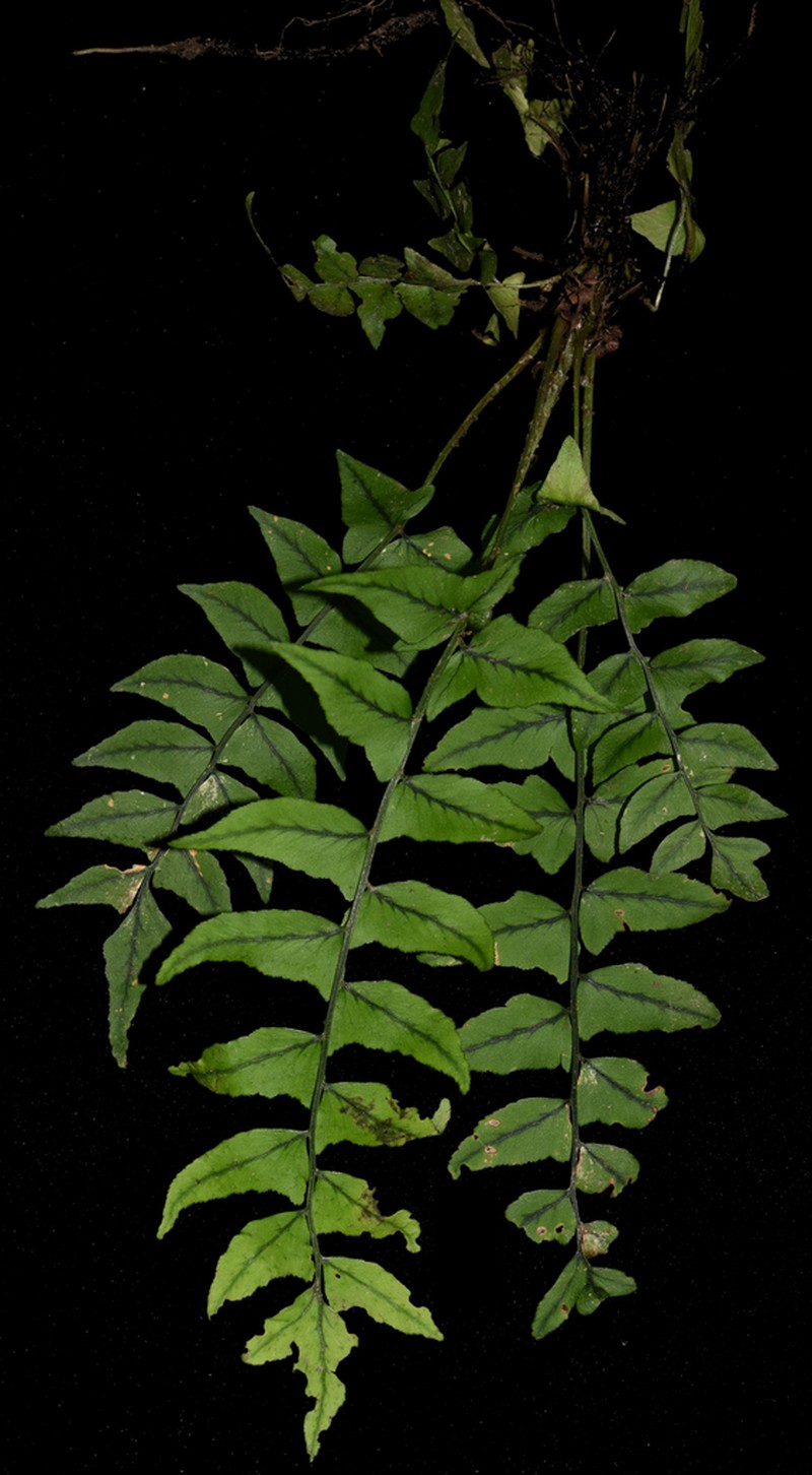 Cyrtomium lonchitoides photo 4