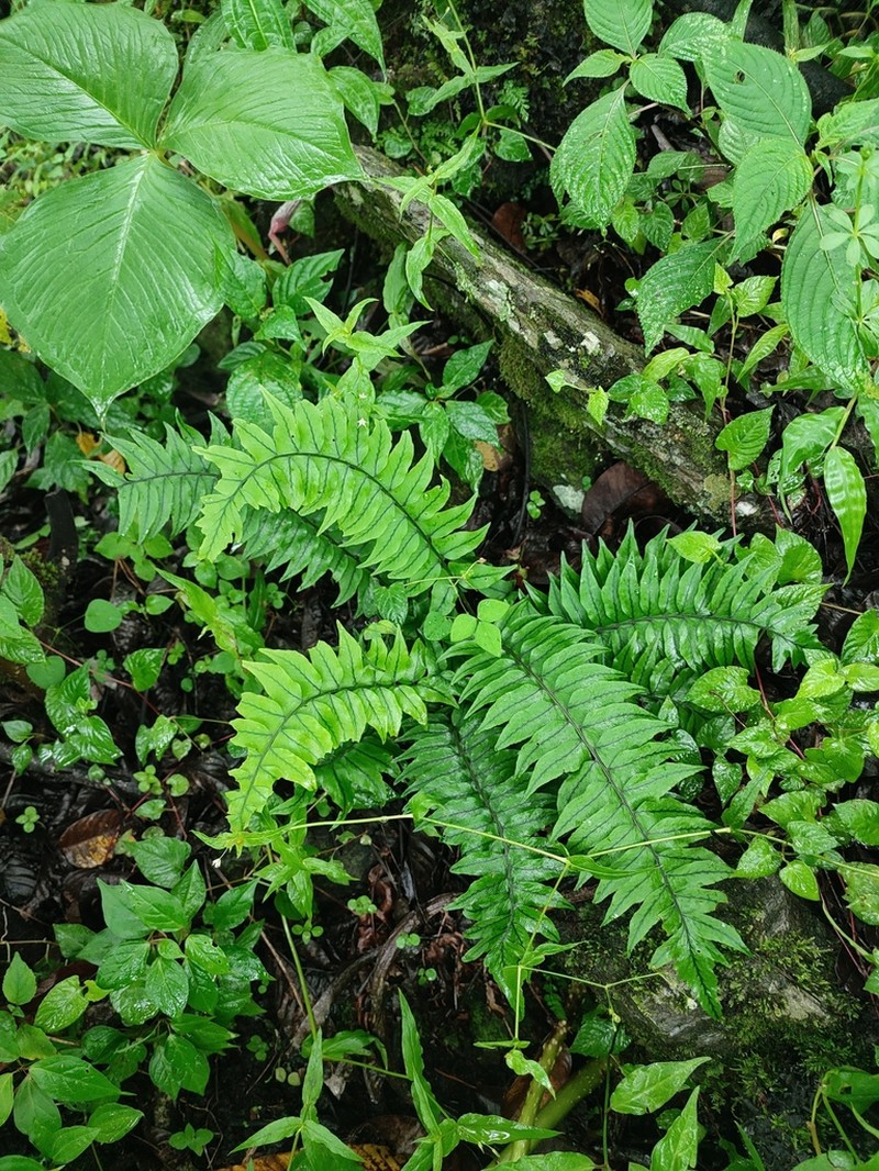 Cyrtomium lonchitoides photo 5