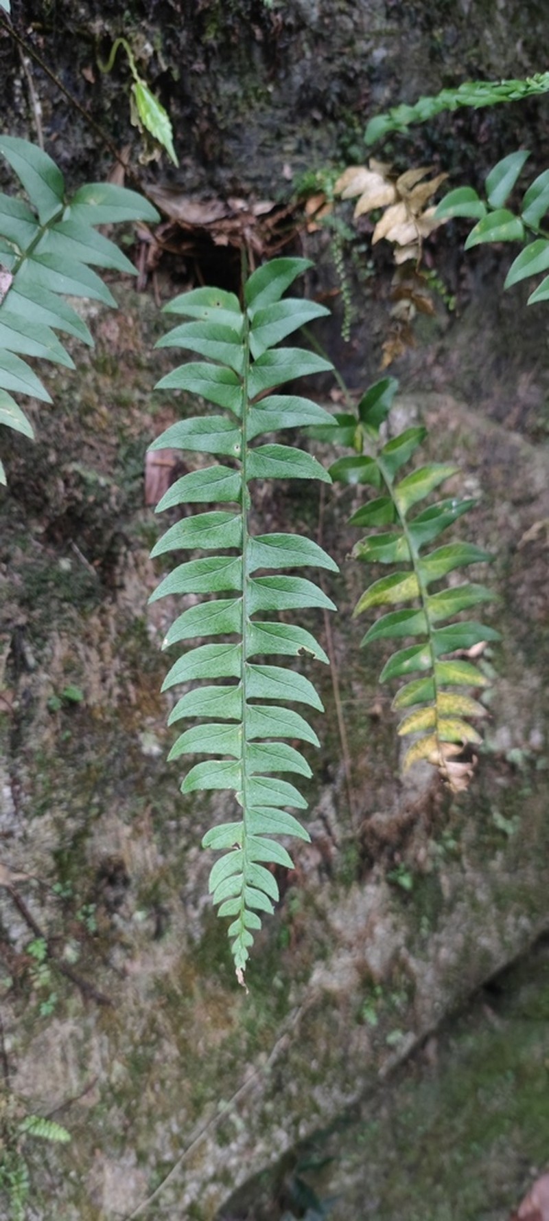Cyrtomium lonchitoides photo 6