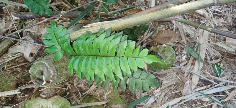 Cyrtomium lonchitoides photo 7