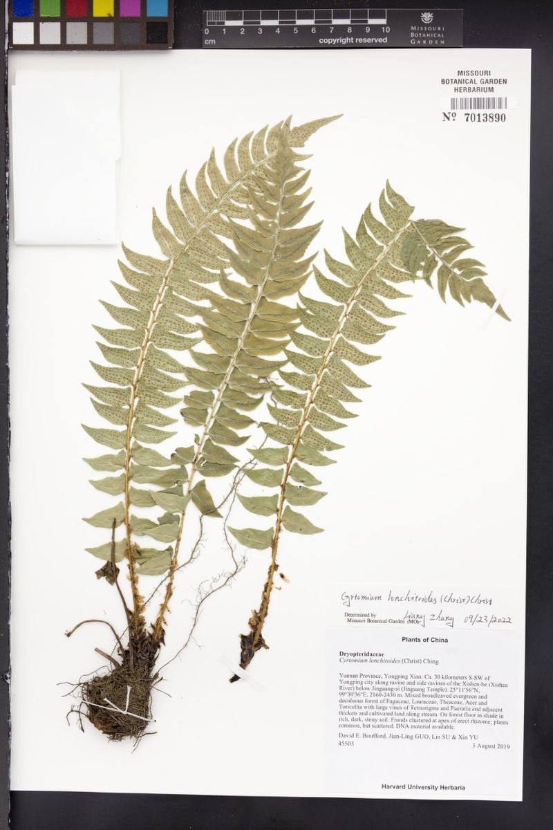 Cyrtomium lonchitoides photo 8