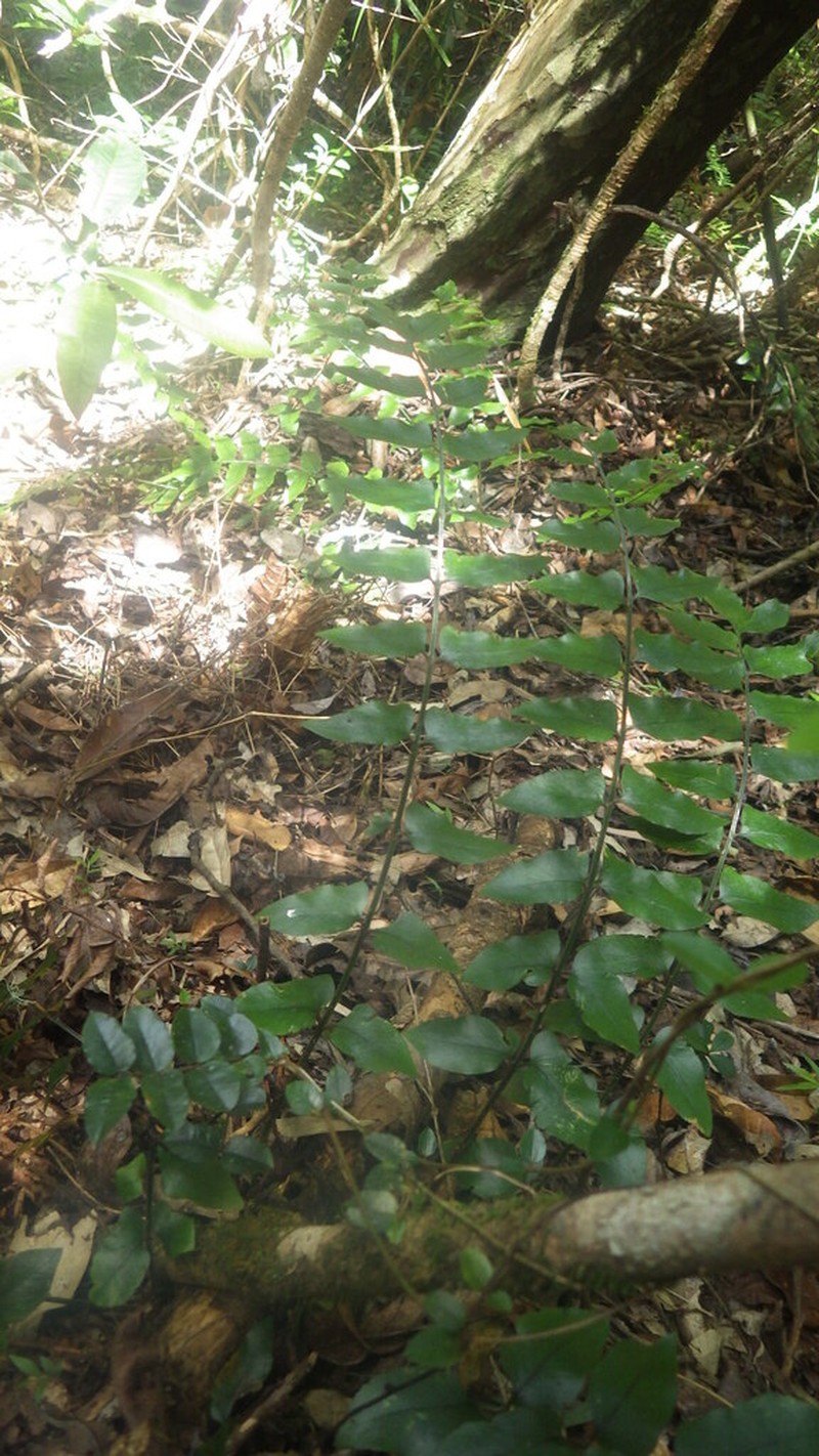 Cyrtomium luctuosum