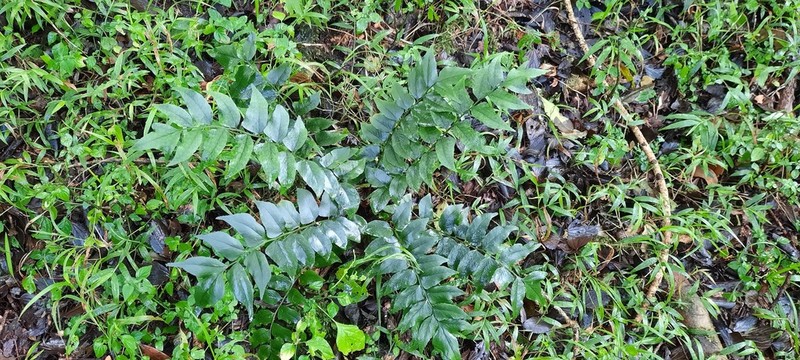 Cyrtomium luctuosum photo 2