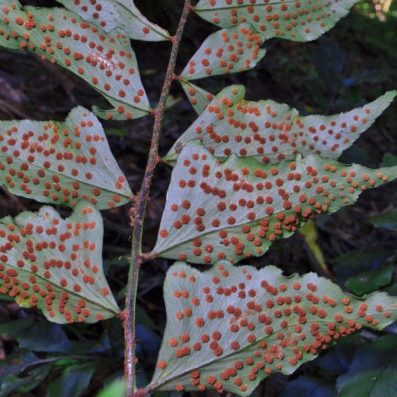 Cyrtomium luctuosum photo 3