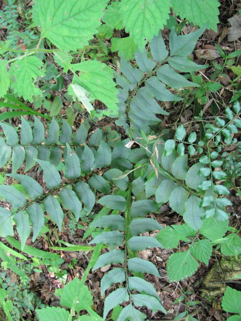 Cyrtomium luctuosum photo 5