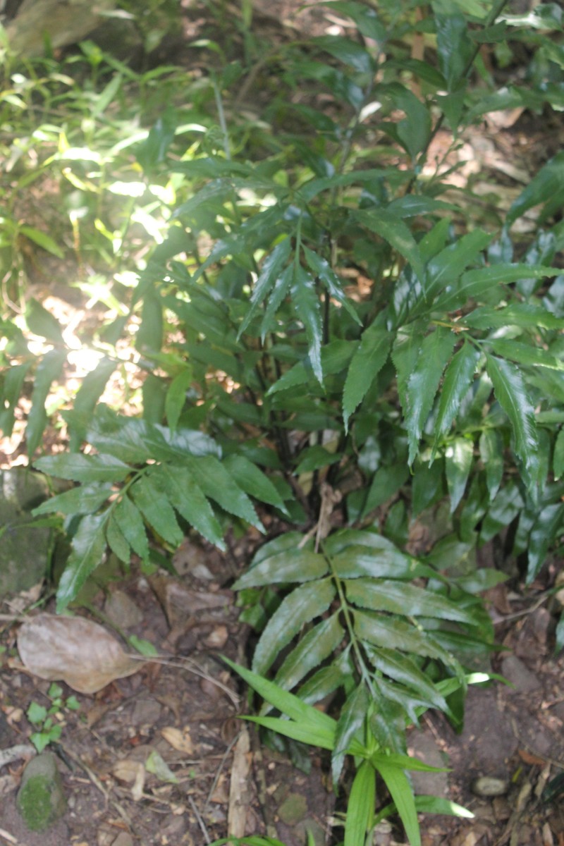 Cyrtomium luctuosum photo 6