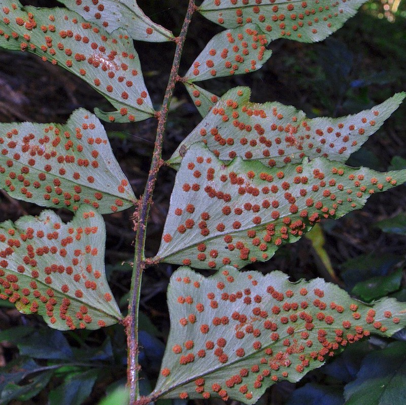 Cyrtomium luctuosum photo 7