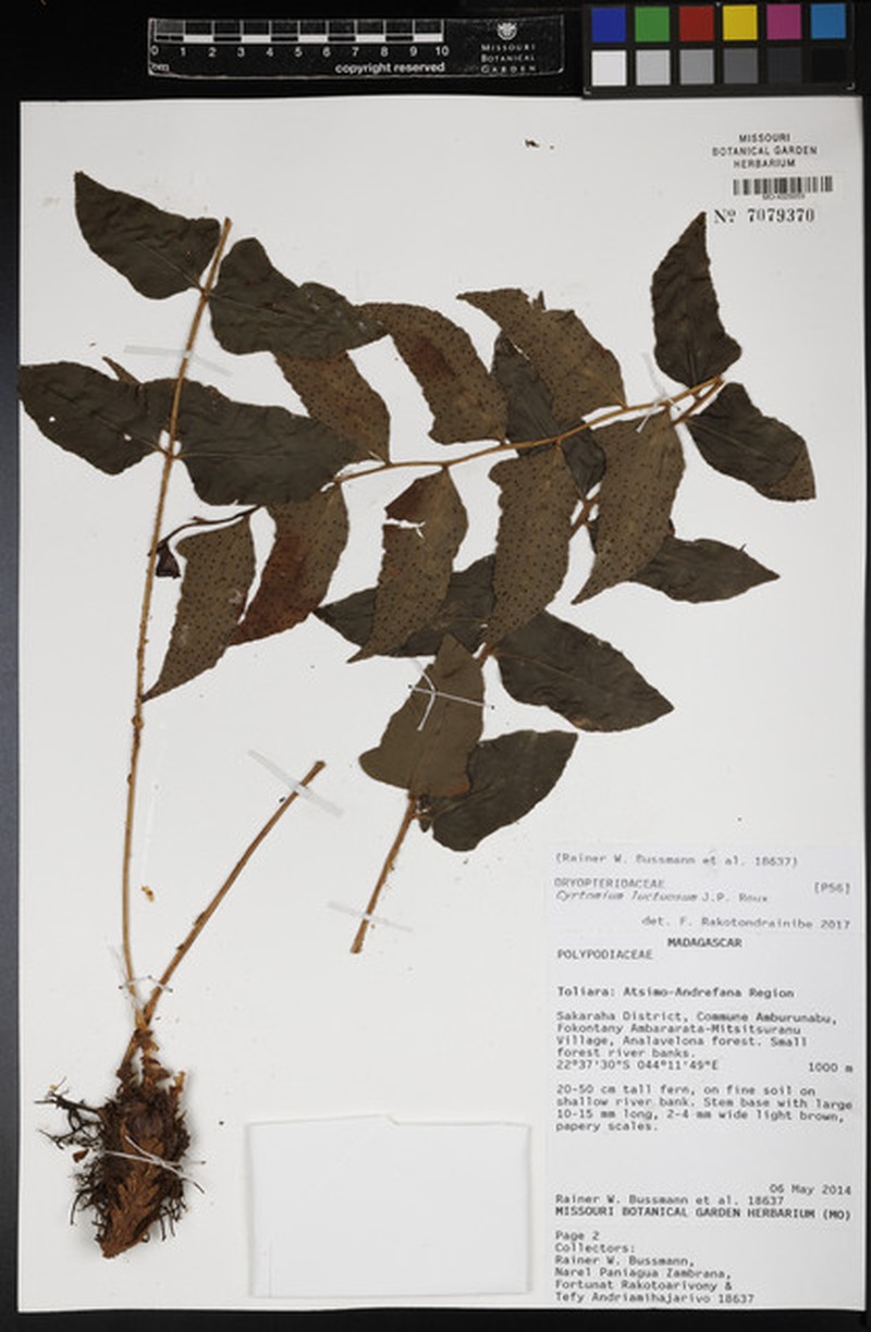 Cyrtomium luctuosum photo 8