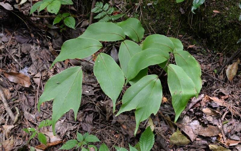 Cyrtomium macrophyllum