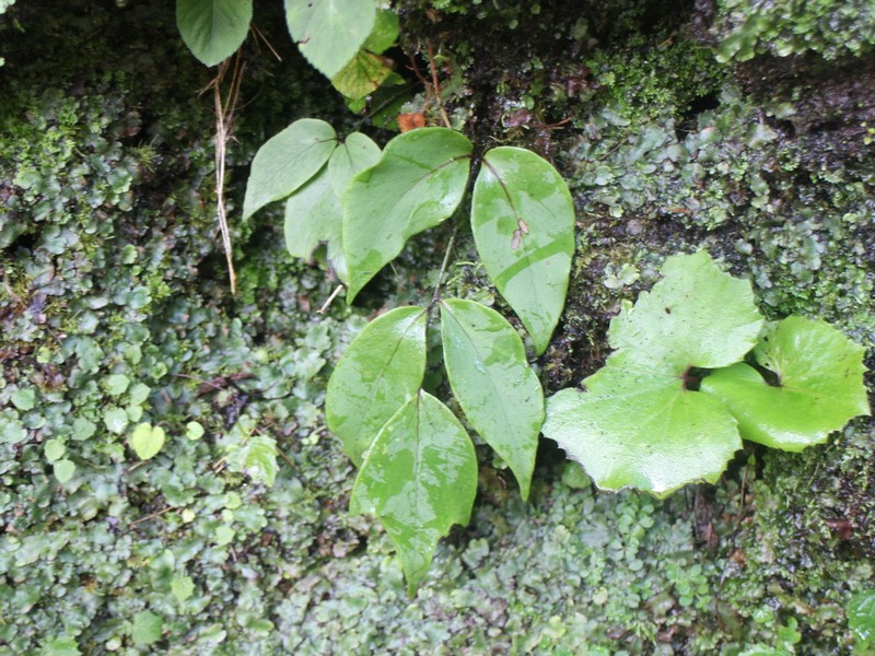 Cyrtomium macrophyllum photo 2