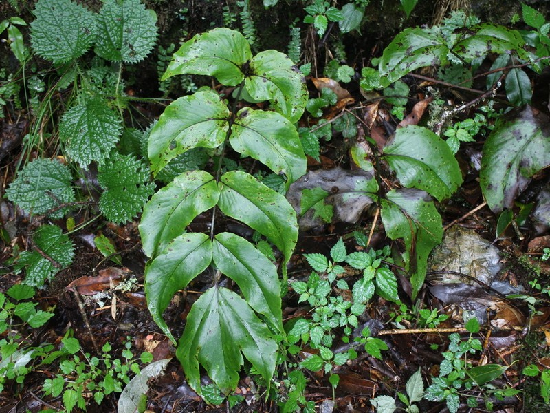 Cyrtomium macrophyllum photo 3