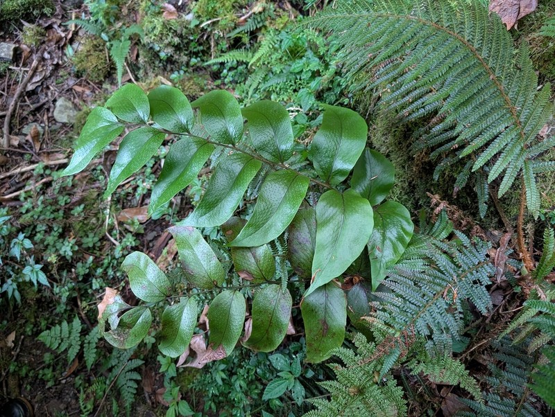 Cyrtomium macrophyllum photo 4