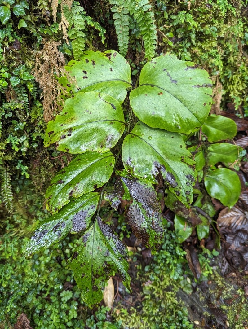 Cyrtomium macrophyllum photo 5