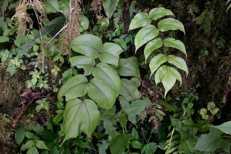 Cyrtomium macrophyllum photo 6