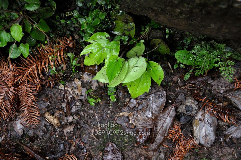 Cyrtomium macrophyllum photo 7