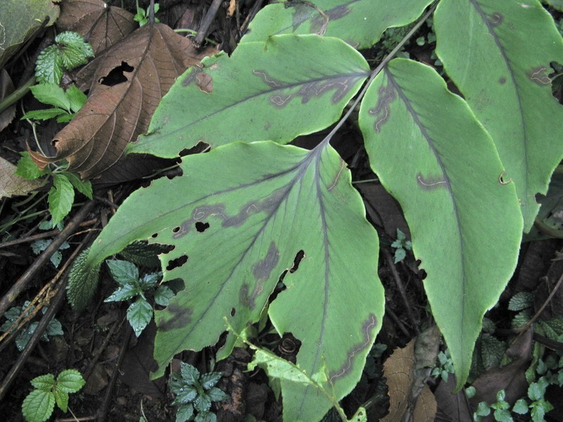 Cyrtomium macrophyllum photo 8